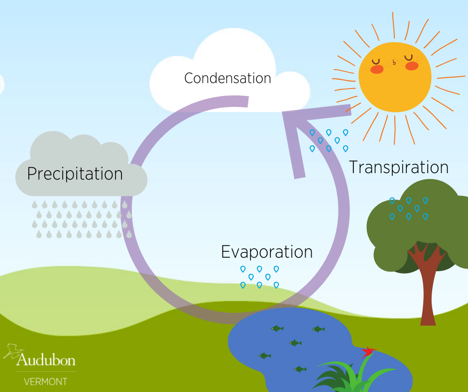 Basics of Water